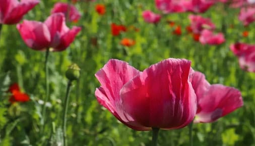 Flowers
